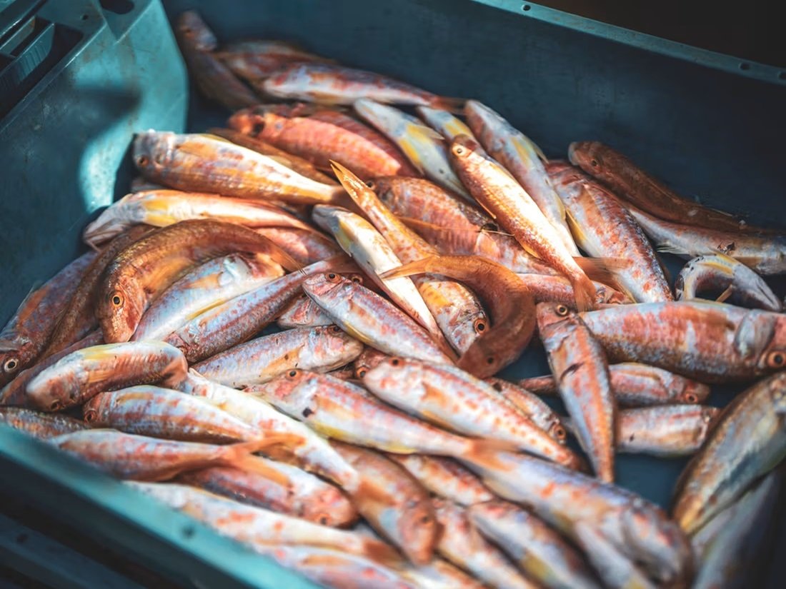 El Consell Comarcal promou un estudi per conèixer el consum de peix entre l’alumnat de secundària del Baix Empordà